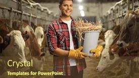  Presentation with cow - PPT layouts featuring farmer-holding-a-bucket background and a  colored foreground