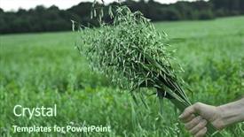  Presentation with oat - PPT theme with farmer holding a of oat bunch close up in summer sunny day background and a forest green colored foreground