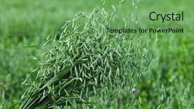 Presentation with oat - Presentation consisting of farmer holding a of oat bunch close up in summer sunny day background and a seafoam green colored foreground