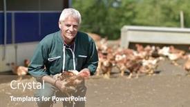  Presentation with farm - Amazing PPT theme having farmer-holding-hen-in-farm backdrop and a coral colored foreground