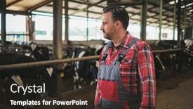  Presentation with dairy farm - Cool new PPT theme with farmer in a cowshed on a dairy farm backdrop and a wine colored foreground
