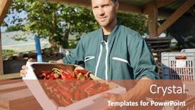  Presentation with agricultural - Slide set consisting of farmer in agricultural field holding crate of red peppers background and a coral colored foreground