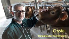  Presentation with livestock - Audience pleasing slide deck consisting of farmer in barn checking backdrop and a tawny brown colored foreground