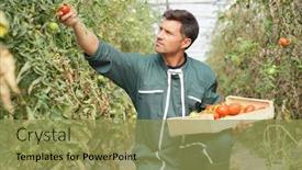  Presentation with greenhouse - Slides enhanced with farmer in greenhouse picking organic tomatoes background and a yellow colored foreground