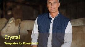  Presentation with beef cattle farm - Theme enhanced with farmer in his cow farm background and a tawny brown colored foreground