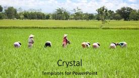  Presentation with paddy field - Beautiful PPT layouts featuring farmer in the paddy field backdrop and a yellow colored foreground