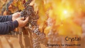  Presentation with grape - Audience pleasing PPT theme consisting of farmer inspecting his wine grapes backdrop and a red colored foreground