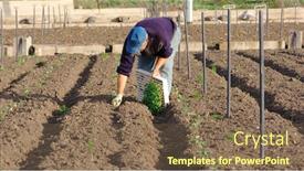  Presentation with agricultural - Slide set with farmer-is-planting-young-vegetables background and a violet colored foreground