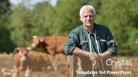  Presentation with cattle - Amazing presentation having farmer-leaning-on-fence-cattle backdrop and a coral colored foreground