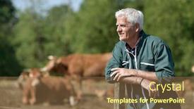  Presentation with cattle - Presentation theme featuring farmer-leaning-on-fence-cattle background and a tawny brown colored foreground