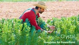  Presentation with beans - Audience pleasing slide deck consisting of farmer-man-harvesting-lima-beans backdrop and a forest green colored foreground