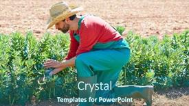  Presentation with beans - Colorful presentation enhanced with farmer-man-harvesting-lima-beans backdrop and a ocean colored foreground