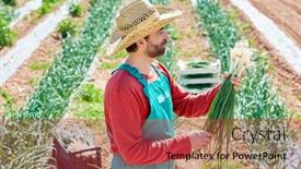 Presentation with mediterranean - PPT theme with farmer-man-harvesting-onions background and a red colored foreground