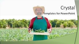  Presentation with orchard - Colorful slide set enhanced with farmer man harvesting onions in mediterranean orchard field backdrop and a white colored foreground