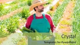  Presentation with orchard - Beautiful slide deck featuring farmer man harvesting vegetables in mediterranean orchard field backdrop and a yellow colored foreground