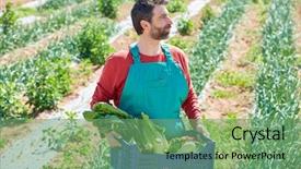  Presentation with orchard - PPT theme having farmer man harvesting vegetables in mediterranean orchard field background and a seafoam green colored foreground