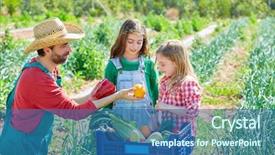  Presentation with harvest - Colorful slide deck enhanced with farmer man showing vegetables harvest backdrop and a  colored foreground