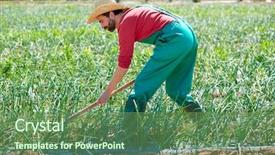  Presentation with orchard - Beautiful slides featuring farmer man working in onion orchard field with hoe tool backdrop and a ocean colored foreground