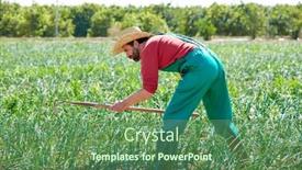 Presentation with orchard - Audience pleasing presentation design consisting of farmer man working in onion orchard field with hoe tool backdrop and a ocean colored foreground