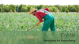  Presentation with orchard - Audience pleasing presentation design consisting of farmer man working in onion orchard field with hoe tool backdrop and a seafoam green colored foreground