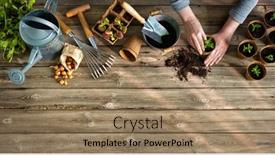  Presentation with greenhouse - Colorful presentation theme enhanced with farmer-planting-young-tomatoes-seedlings backdrop and a coral colored foreground