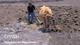  Presentation with plowing - PPT theme with farmer plowing his field background and a gray colored foreground