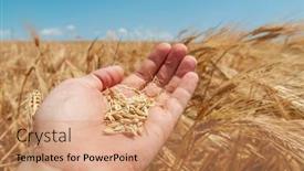  Presentation with agriculture field - PPT layouts enhanced with farmer-s-hand-holding-harvest background and a coral colored foreground