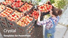  Presentation with greenhouse - Amazing slide set having farmer stacking tomato crate backdrop and a gray colored foreground