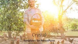  Presentation with baby chicken in poultry farm - Audience pleasing PPT theme consisting of farmer-standing-in-farm-holding backdrop and a coral colored foreground