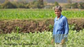  Presentation with tobacco - Presentation having farmer standing in tobacco field background and a yellow colored foreground