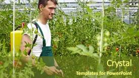  Presentation with crop - Theme having farmer using organic crop protection background and a tawny brown colored foreground