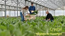  Presentation with greenhouse - Theme consisting of farmer-with-apprentice-working background and a tawny brown colored foreground