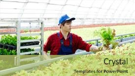  Presentation with lettuce - Audience pleasing slide set consisting of farmer with bunch of lettuce backdrop and a yellow colored foreground
