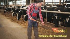  Presentation with dairy farm - Slide set enhanced with farmer with showel in a cowshed on a dairy farm background and a tawny brown colored foreground