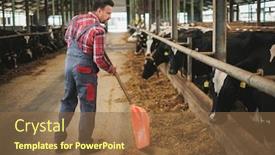  Presentation with dairy farm - Amazing presentation design having farmer with showel in a cowshed on a dairy farm backdrop and a tawny brown colored foreground