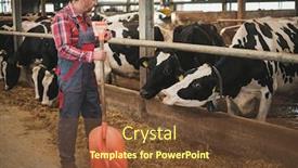  Presentation with dairy farm - Presentation design featuring farmer with showel in a cowshed on a dairy farm background and a tawny brown colored foreground