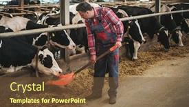  Presentation with dairy farm - Cool new PPT theme with farmer with showel in a cowshed on a dairy farm backdrop and a tawny brown colored foreground