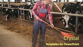  Presentation with dairy farm - Cool new PPT layouts with farmer with showel in a cowshed on a dairy farm backdrop and a tawny brown colored foreground