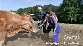  Presentation with apprentice - Presentation theme with farmer-with-young-apprentice-feeding background and a gray colored foreground