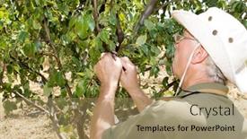  Presentation with farmer markets - Audience pleasing theme consisting of farmer-working-in-an-orchard backdrop and a coral colored foreground