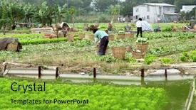  Presentation with land - Colorful PPT theme enhanced with farmer working in cultivated land backdrop and a shamrock green colored foreground