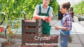  Presentation with greenhouse - Colorful presentation theme enhanced with farmers examining organic tomatoes by plants in greenhouse backdrop and a tawny brown colored foreground