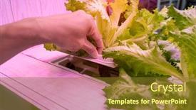  Presentation with vegetable farm - PPT theme enhanced with farmers-handholding-organic-hydroponic-vegetable background and a tawny brown colored foreground