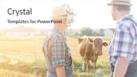  Presentation with funny cow on cow farm - Beautiful PPT theme featuring looking at cow on field backdrop and a white colored foreground