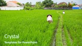  Presentation with rice field - PPT layouts with farmers work in the green background and a tawny brown colored foreground
