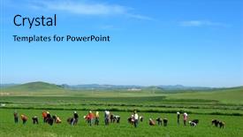  Presentation with patience - Cool new presentation theme with farmers working in carrot field backdrop and a  colored foreground