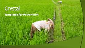  Presentation with rice fields - Presentation theme enhanced with farmers working in the rice background and a shamrock green colored foreground