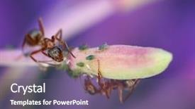  Presentation with aphids - Colorful PPT layouts enhanced with farming and milking green aphids backdrop and a violet colored foreground