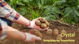  Presentation with farming - Amazing presentation theme having farming gardening agriculture and people backdrop and a tawny brown colored foreground