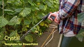  Presentation with agriculture cucumber - Audience pleasing presentation consisting of farming gardening agriculture and people concept - farmer with garden hose watering cucumber seedlings at farm greenhouse backdrop and a tawny brown colored foreground